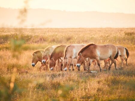 Przewalski-Pferde im Nationalpark Neusiedler See – Seewinkel. © Burgenland Tourismus / Peter Podpera